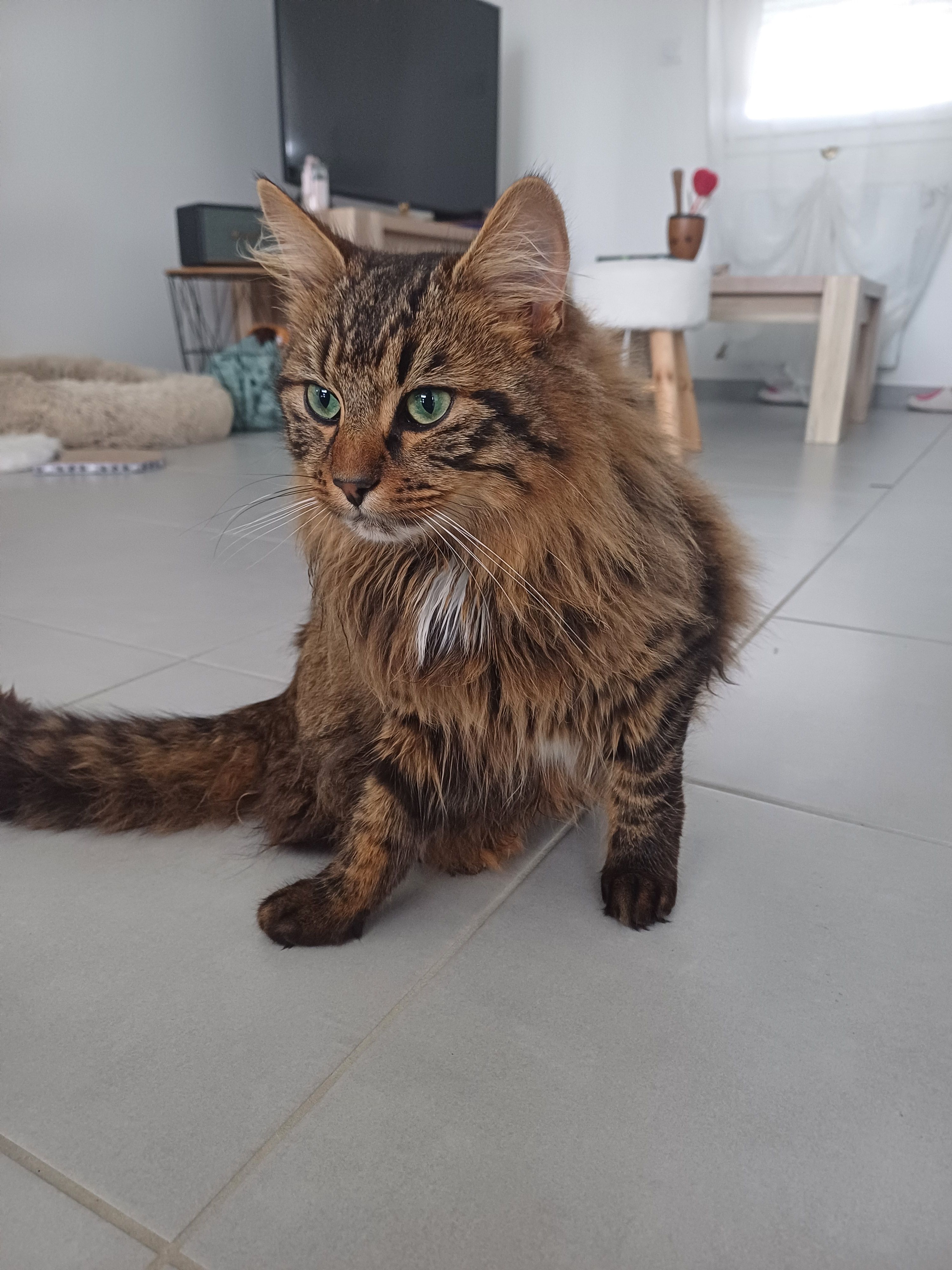 Simba - Rue De La Source, Allonnes