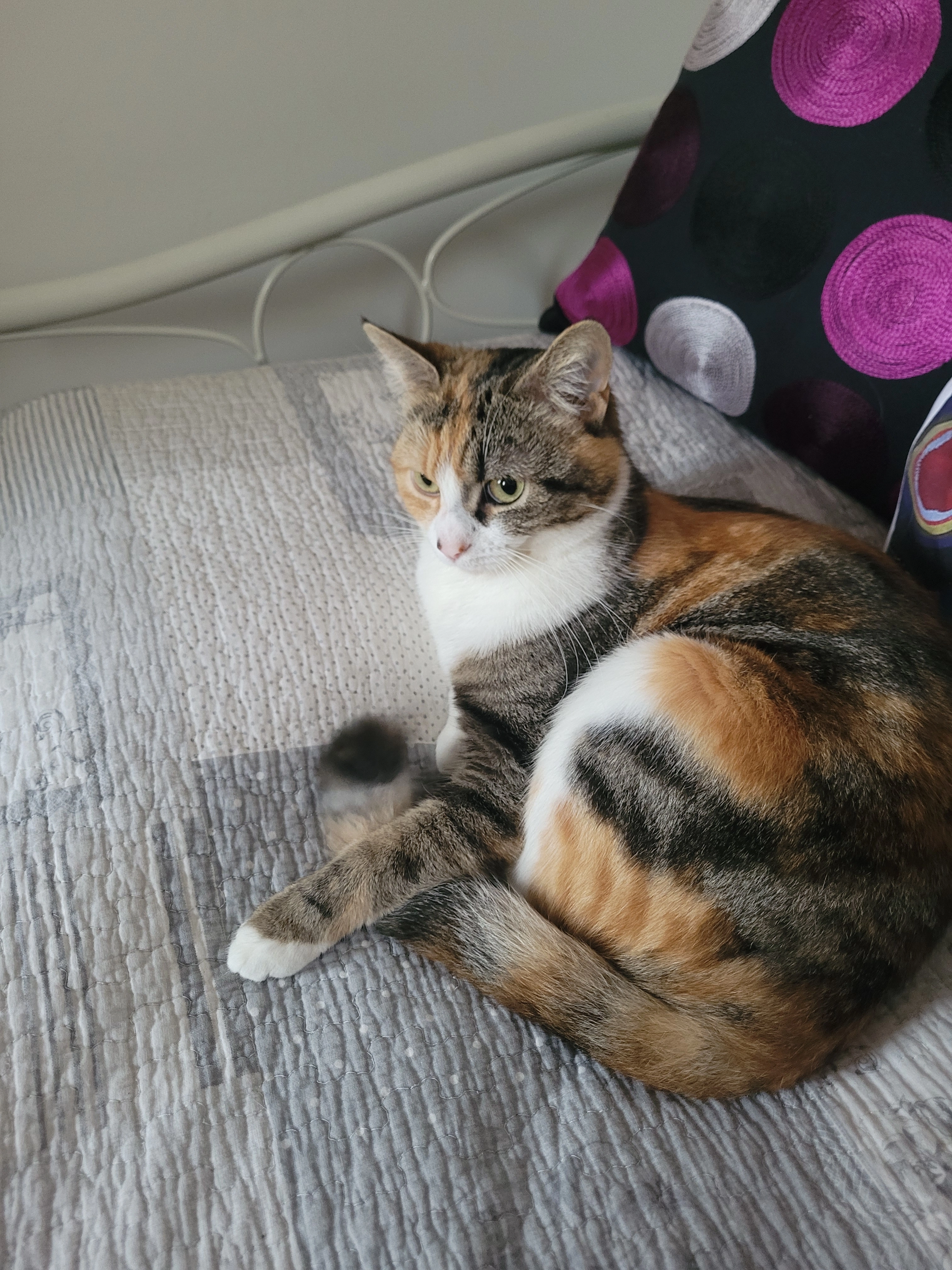 Perle - 16 Rue des Pêchers, Maureillas-las-Illas