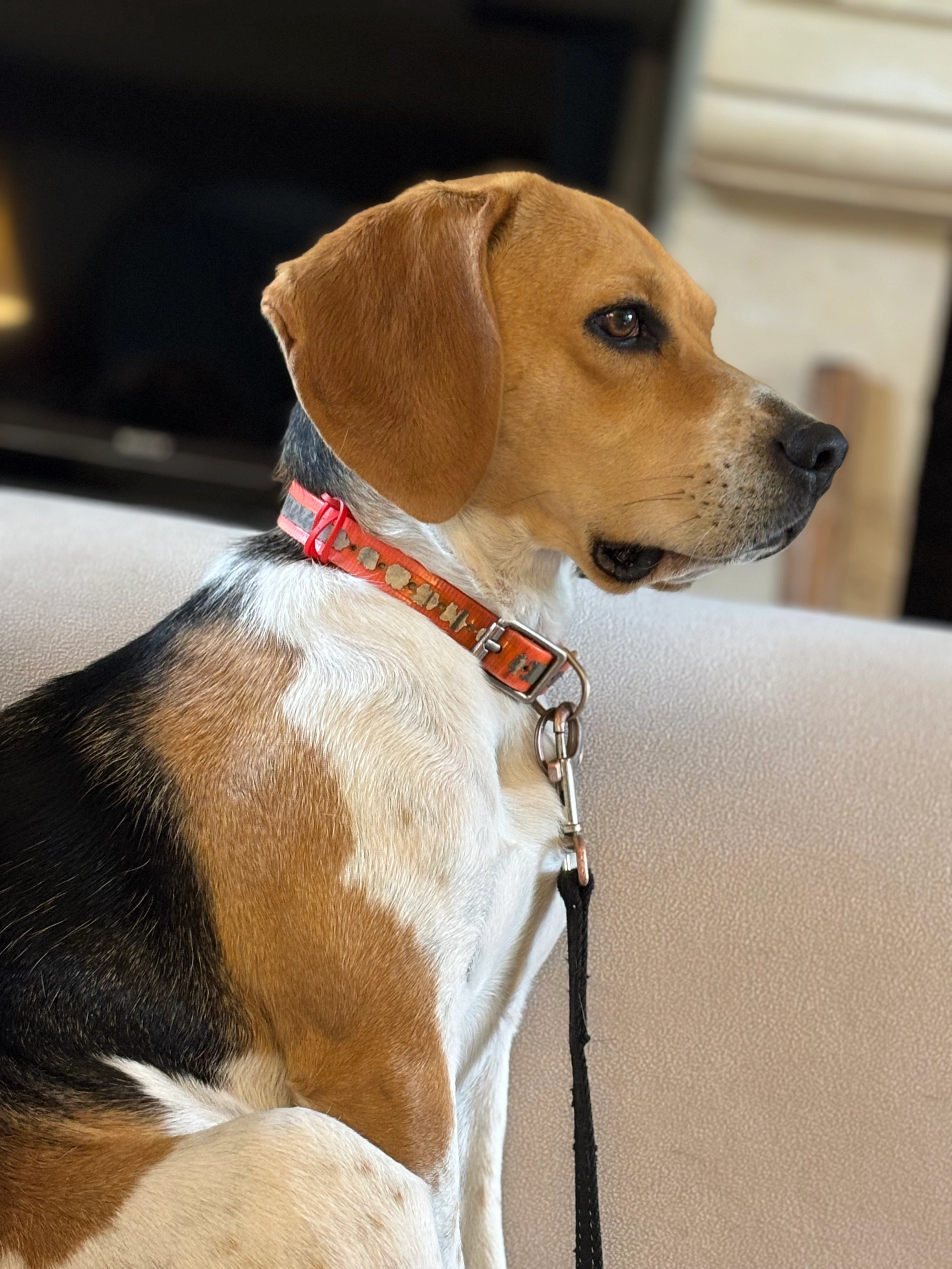 Jiji - Chemin du Pont Énault, Les Authieux-sur-Calonne