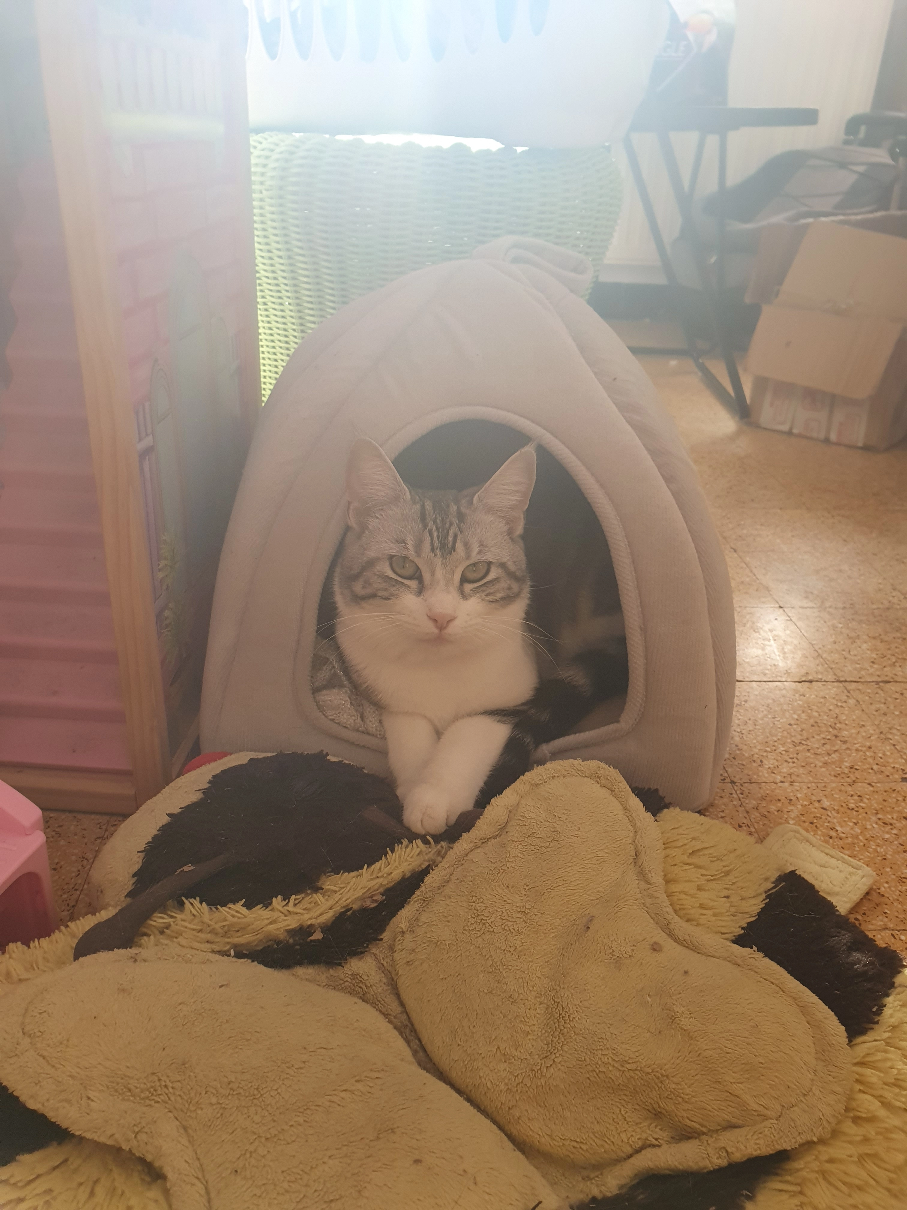 Viva  - Avenue Général De Gaulle, La Crau