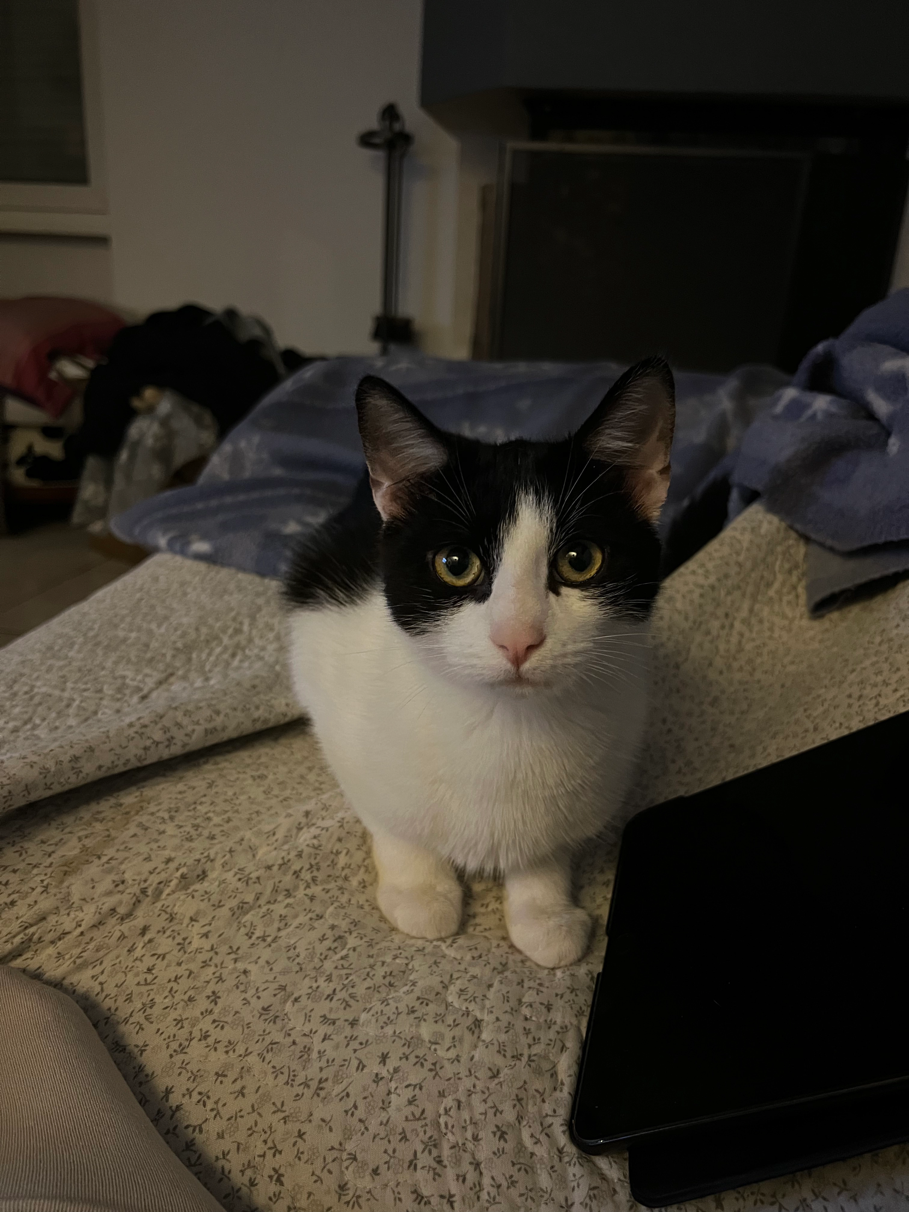 Hadès - Rue Des Petits Champs, Sausheim