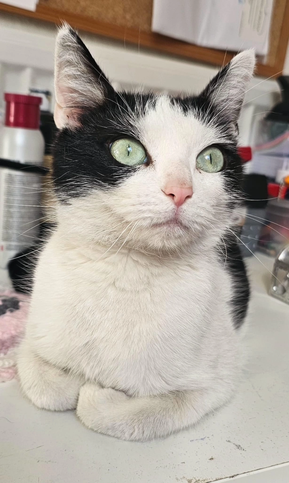 Emma - Schulstraße, Dissen am Teutoburger Wald