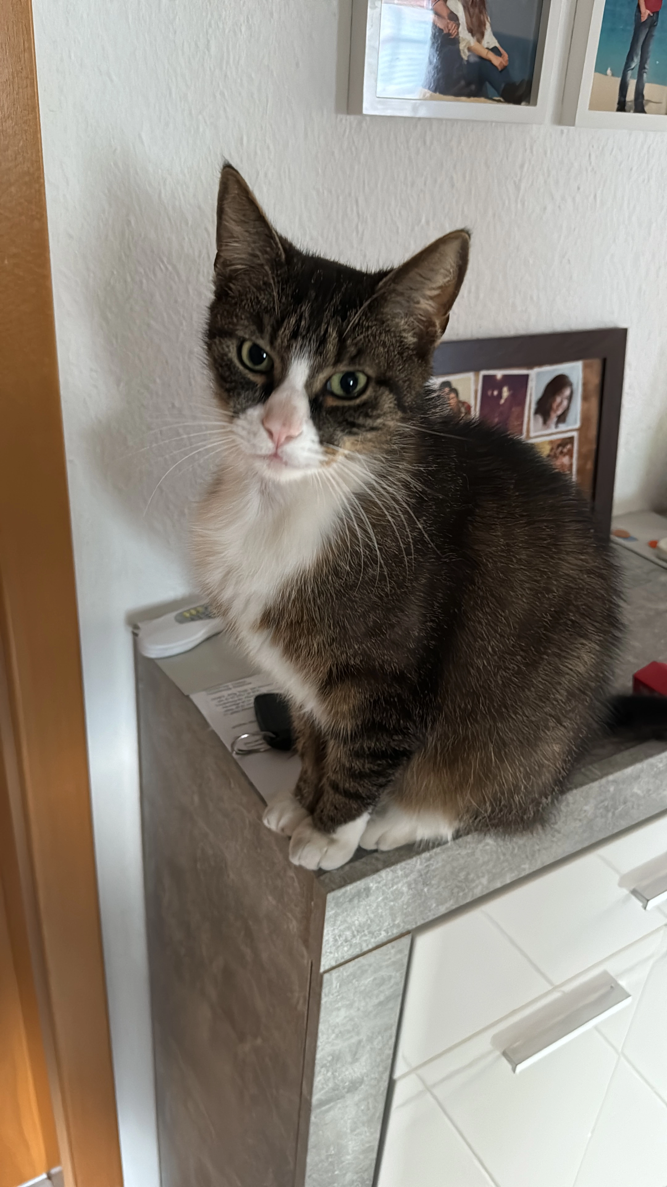 Shinchi - An der Bäke, Hude