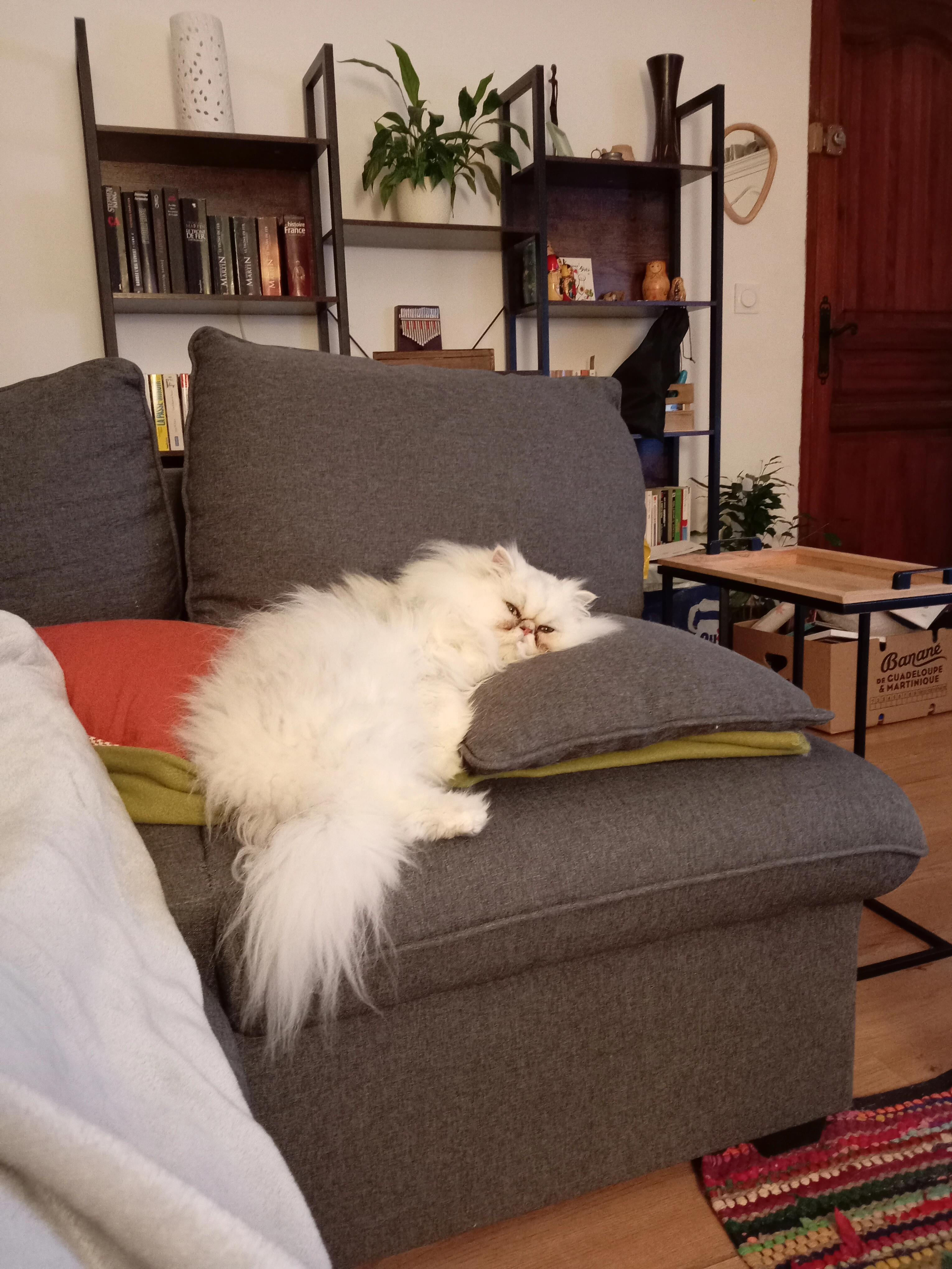 Sorgho  - 14 Cours Paul Revoil, Mouriès