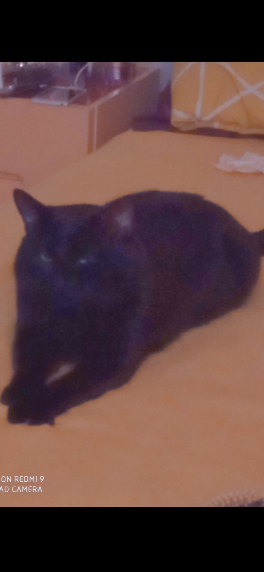 Messi - Bishop's Road, King's Lynn