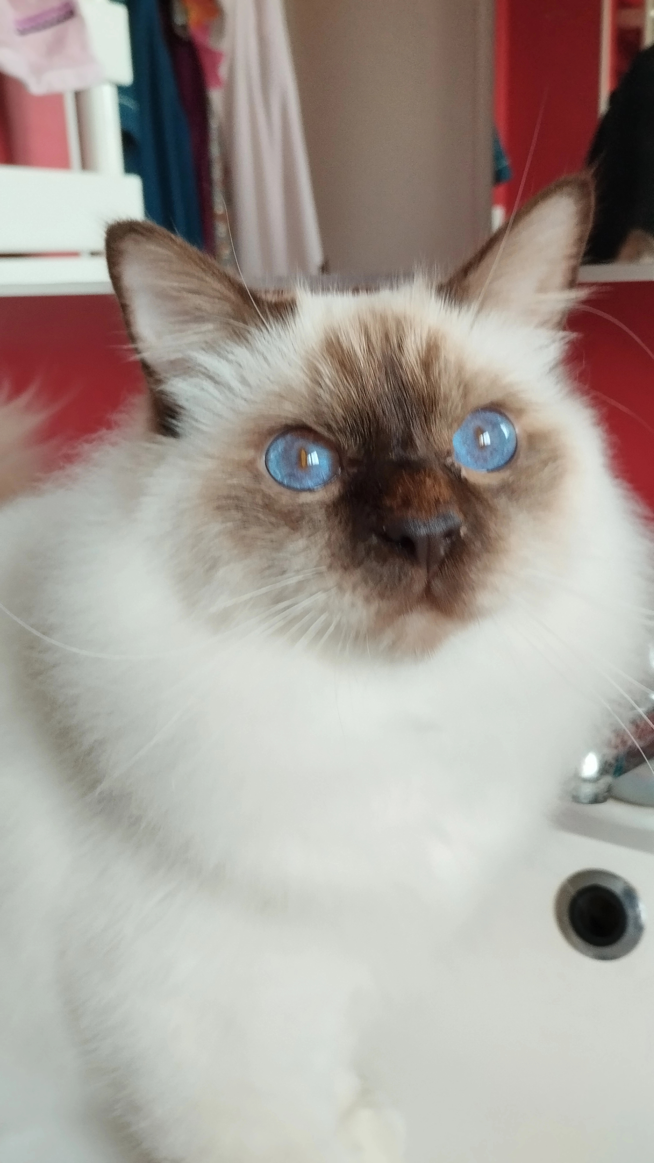 Filou  - 30 Rue des Quesnots, Le Castelet