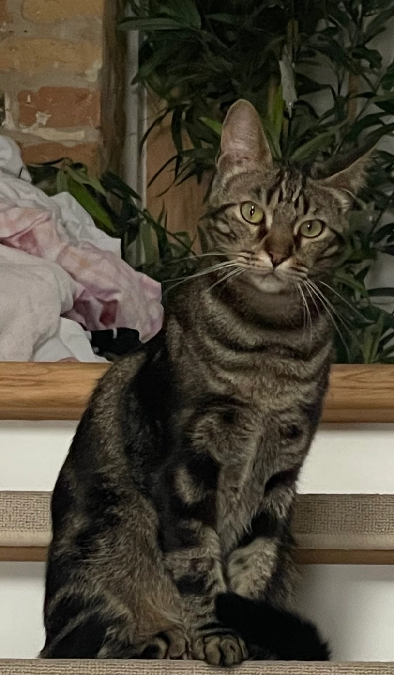 Emil - Kuhnertstraße 9, Berlin