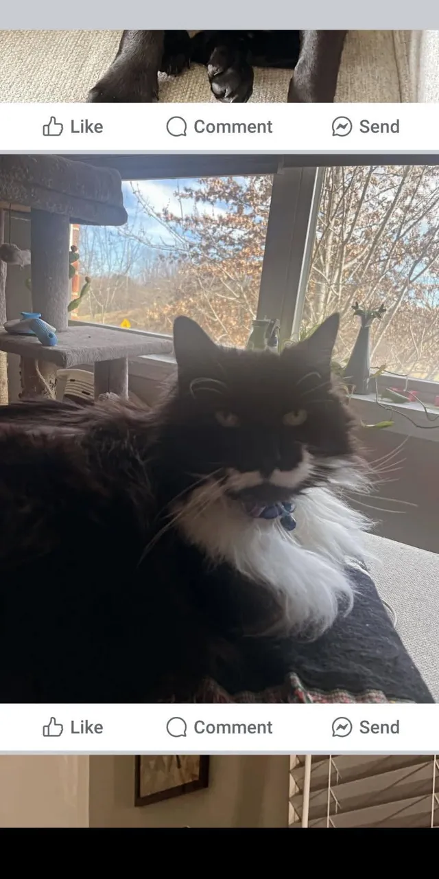 Layla - Mapleleaf Dr, Lexington