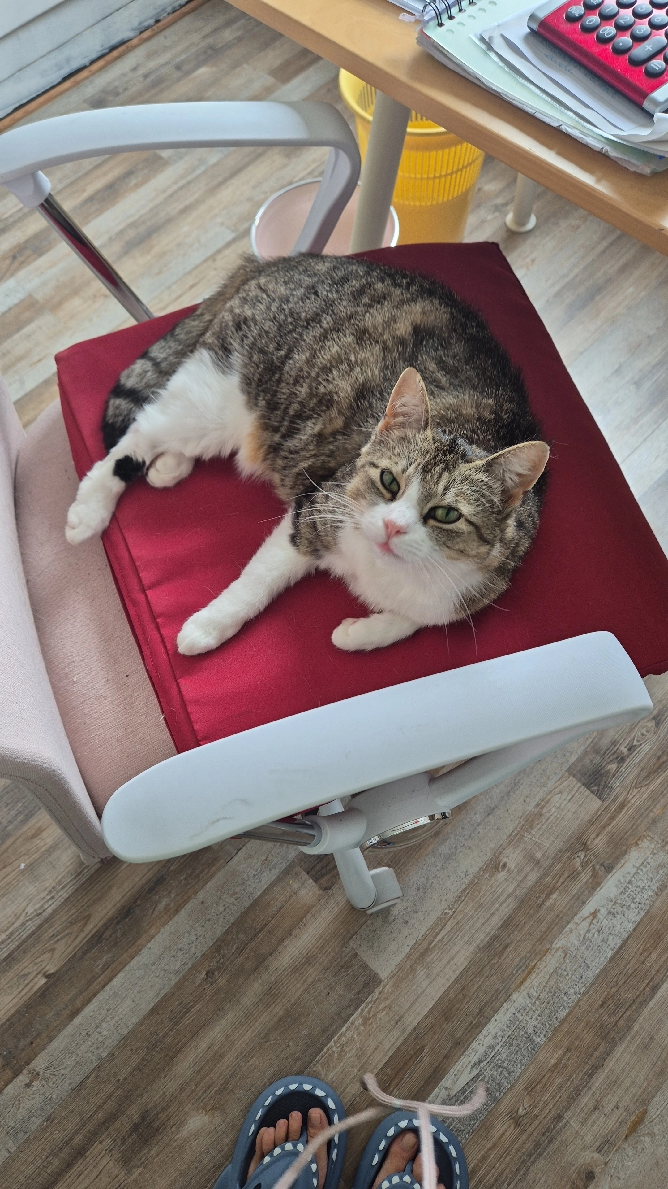 Seraphina - Am Grünen Hagen, Hannover