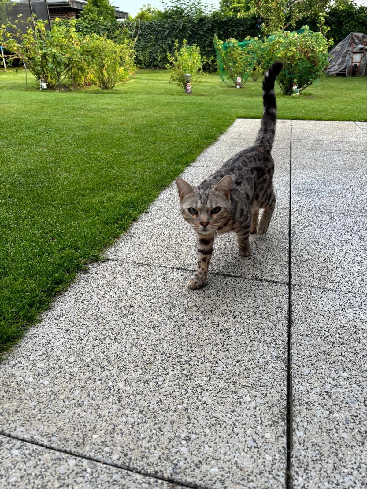 Tiki - Heinrichstraße, Dinklage