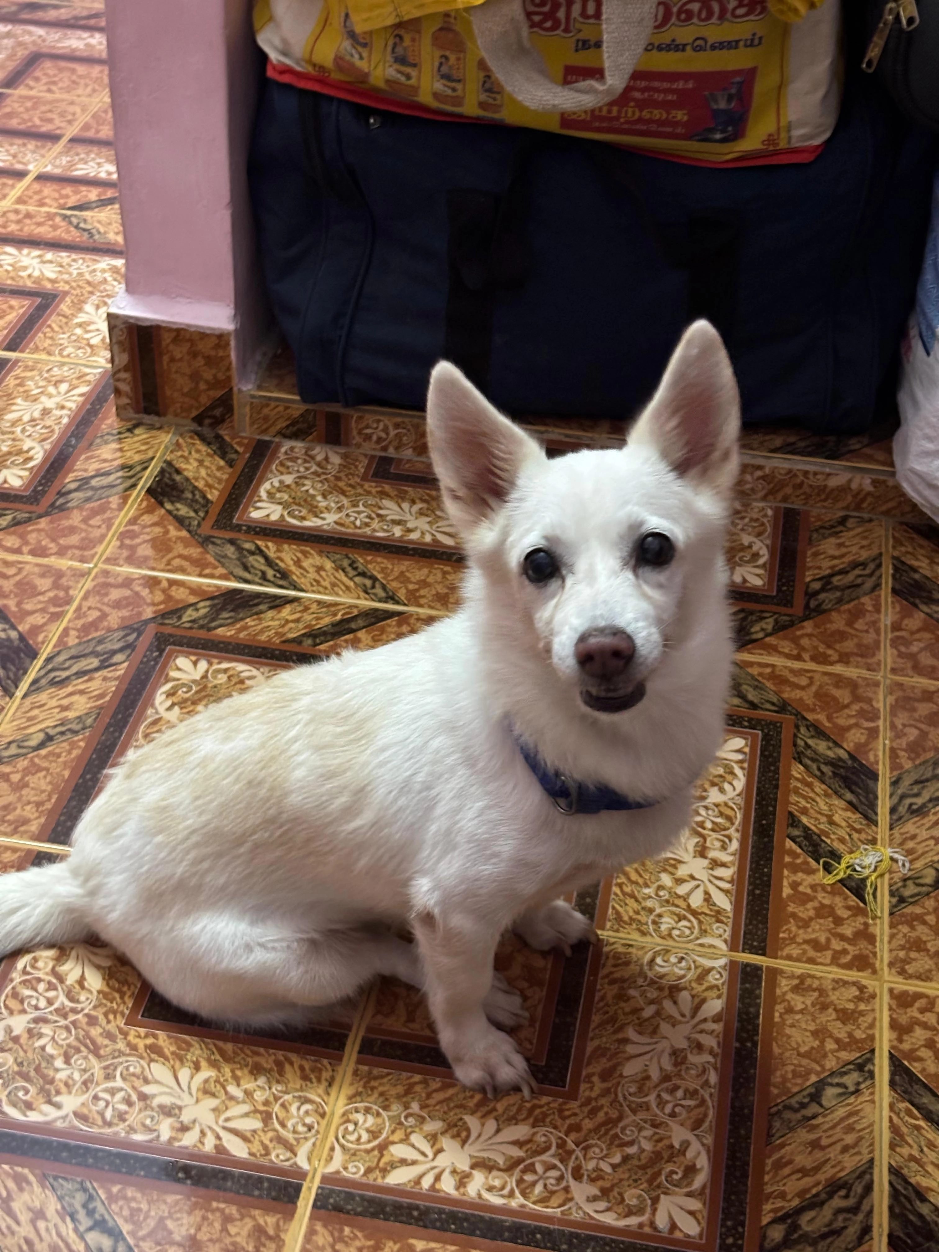 Pedy - Breed:White pomeranian cross Contact number:9944516165, Chennai