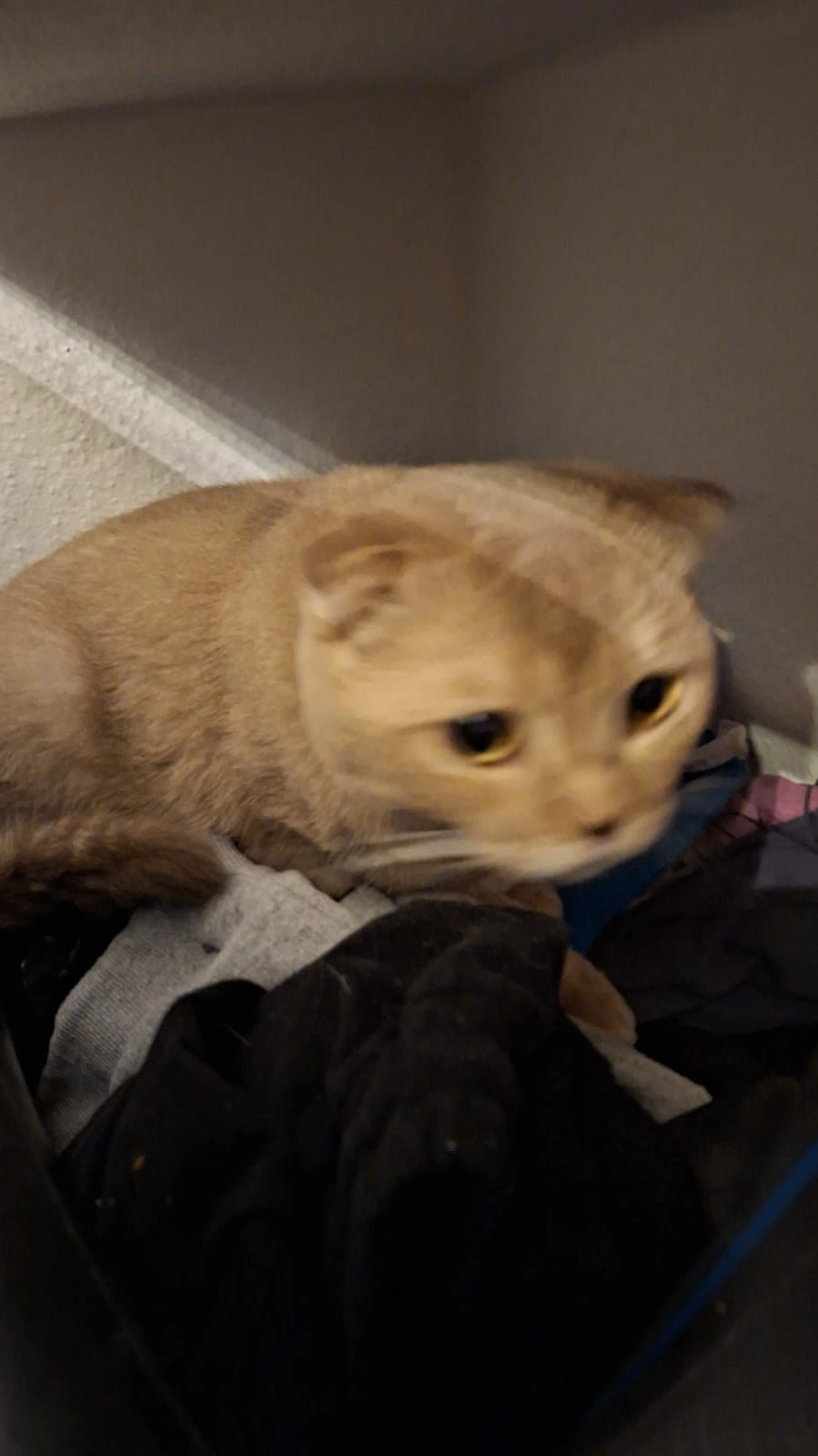 Ricki - Henriettenstraße, Bochum