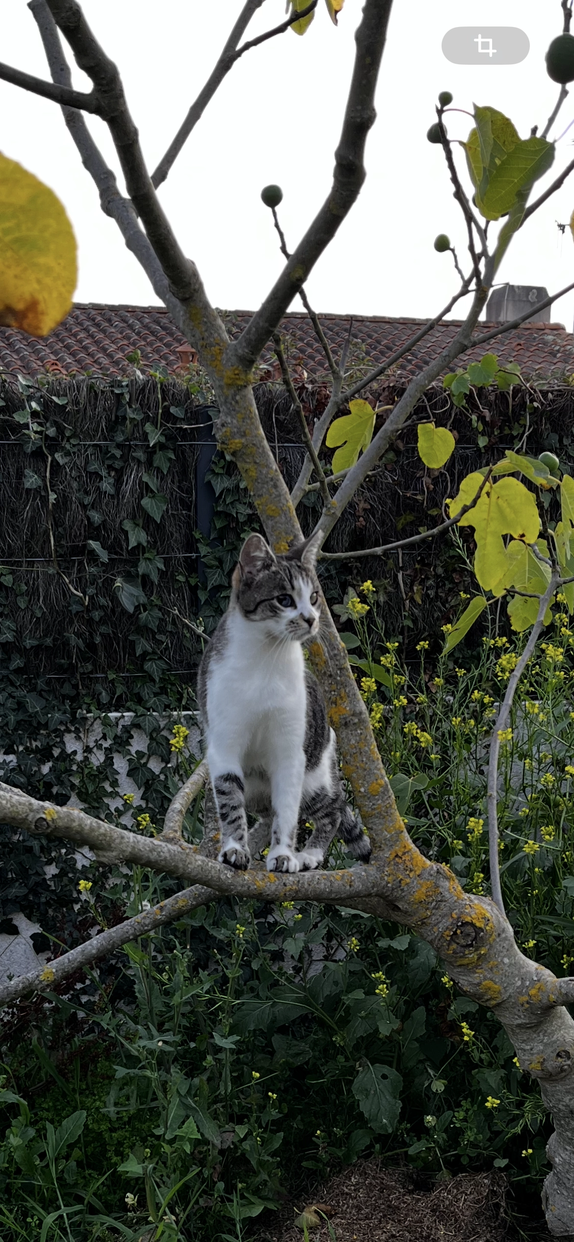 Louna - La Blinière, Pornic