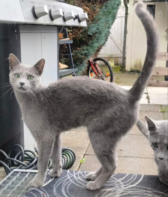 Simba - Schloßberg, Diez