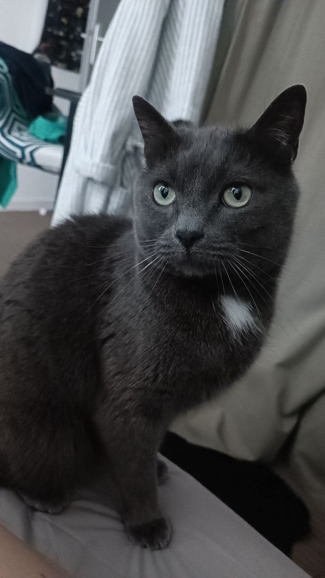 GRIBOUILLE - 27 Rue du Dormeur du Val, Amiens