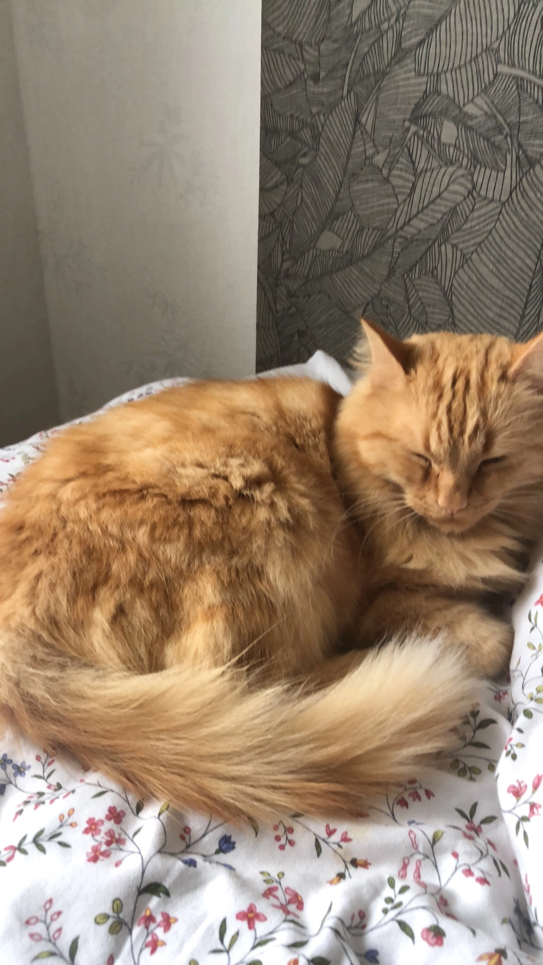 Minou - Rue Ernest Pérochon, La Chapelle-Saint-Luc