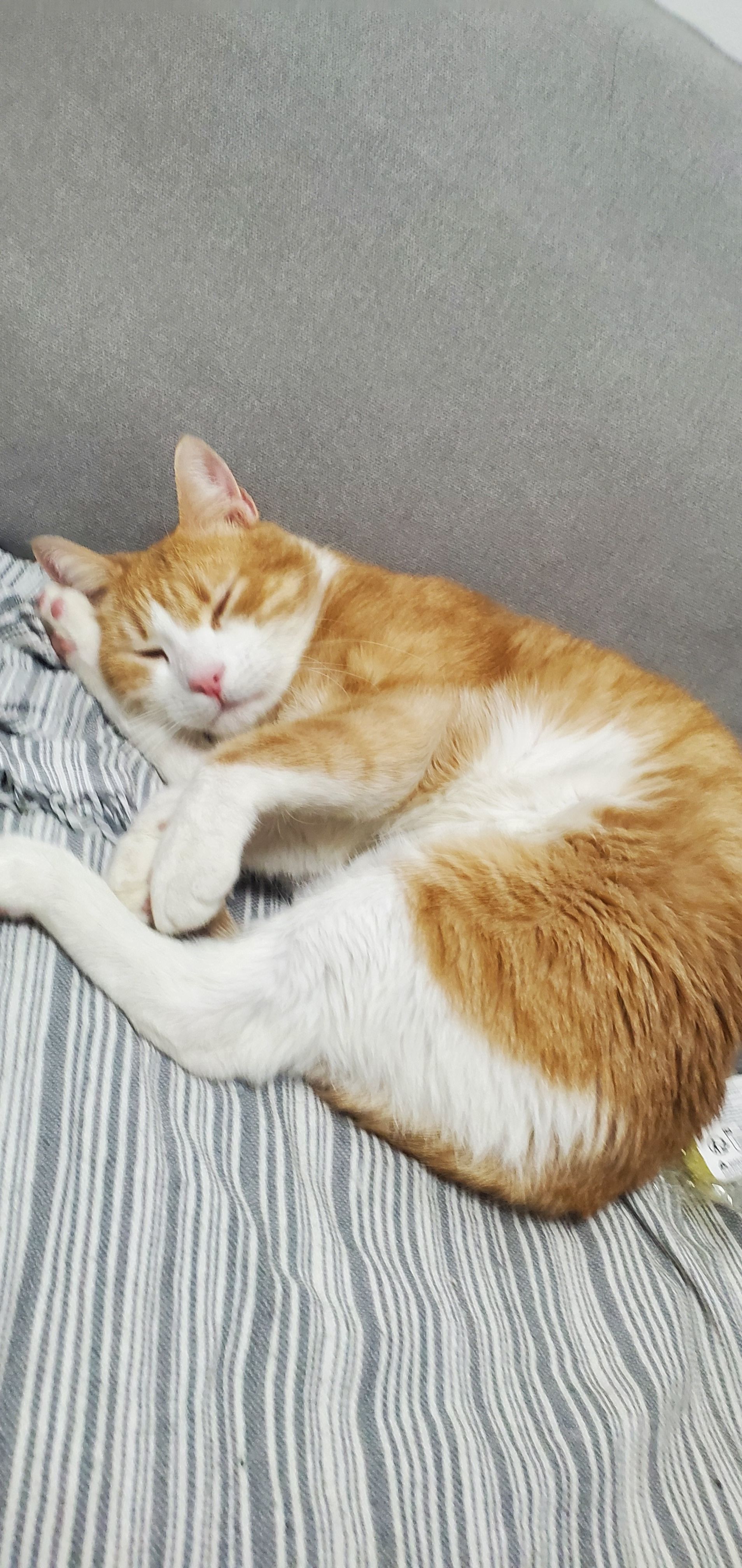 Monia - Carrer Del Pilaret, Manises