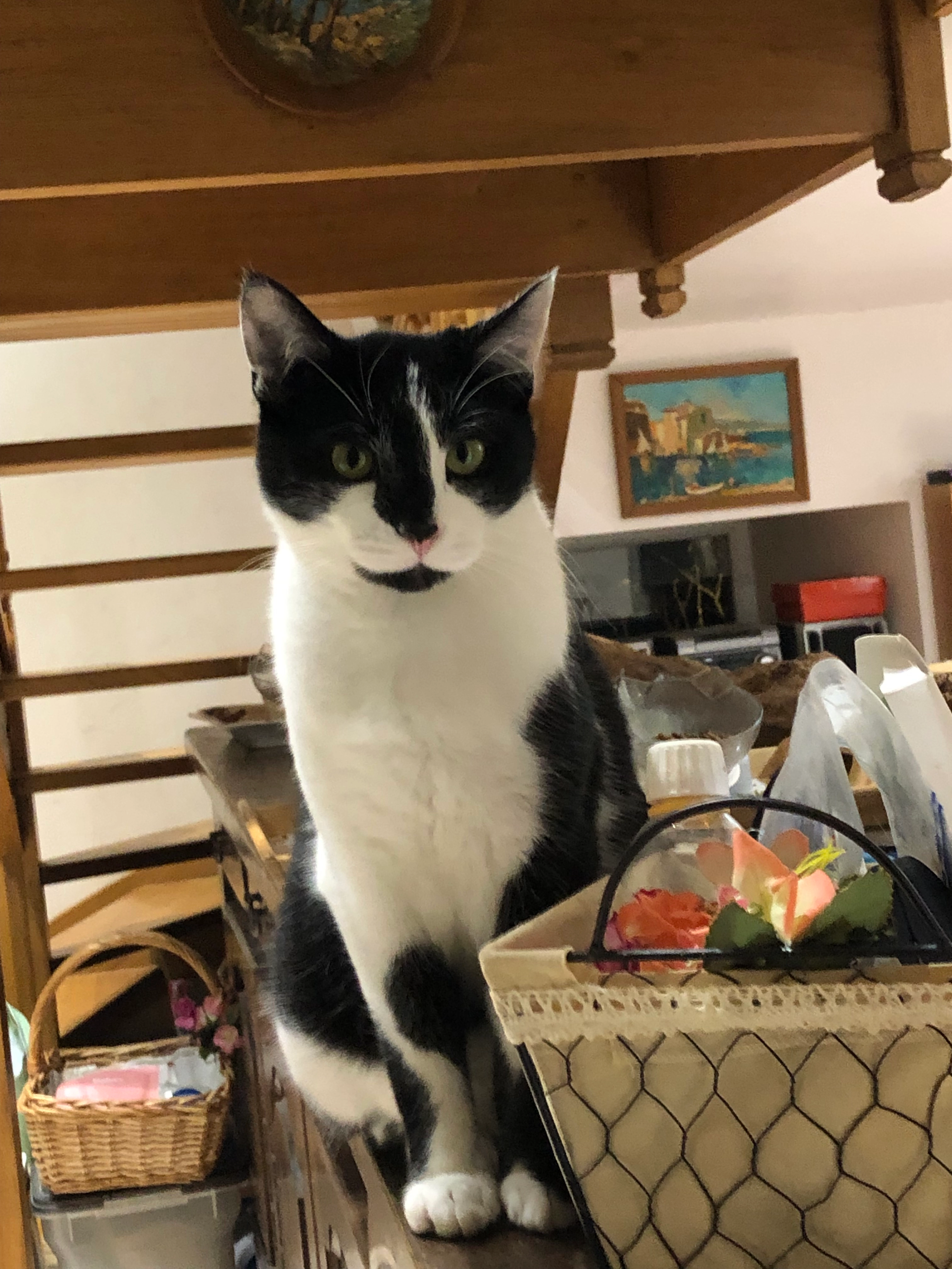 Jojo - Les Valettes, Tessy-Bocage