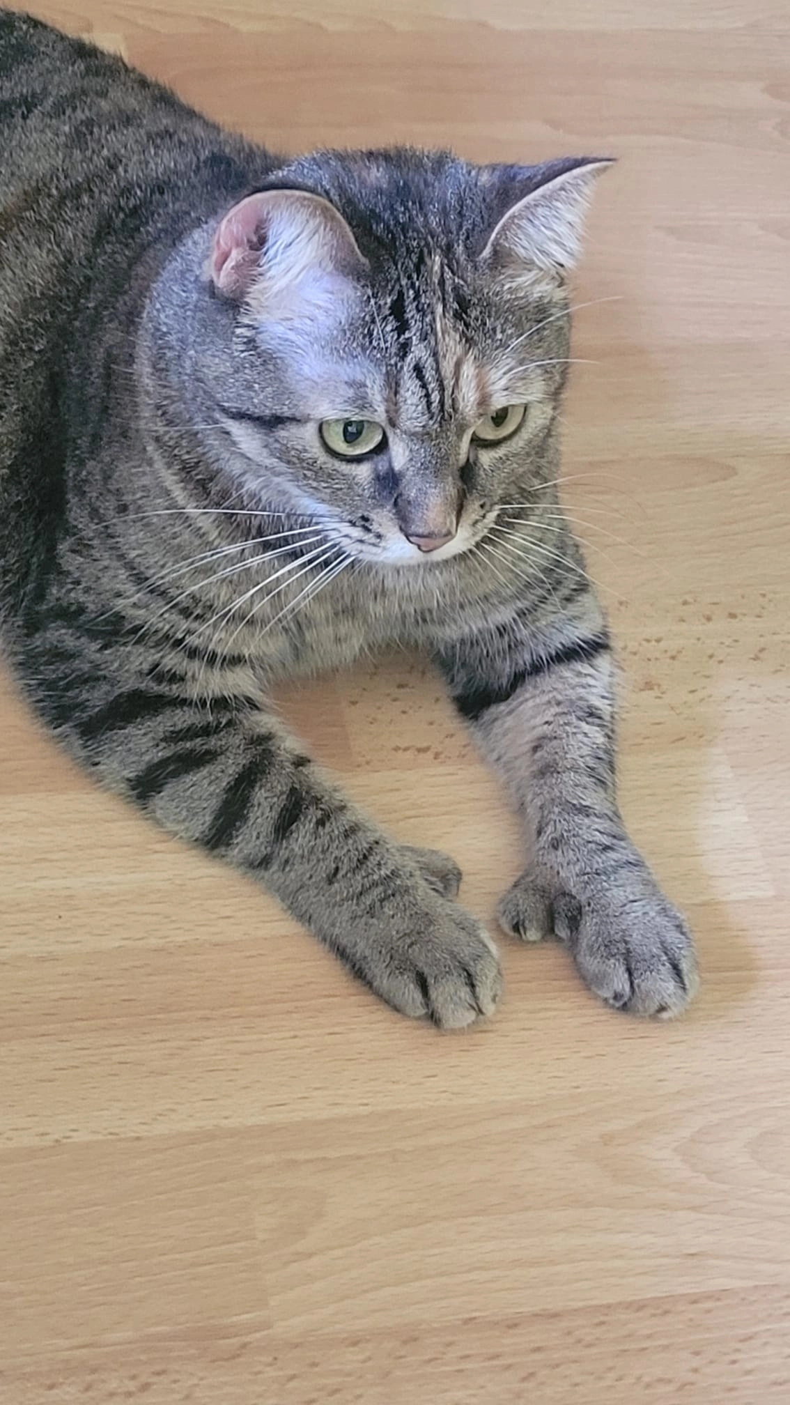 Gratis  - Avenue Abel Rossignol, Saint-Jean-de-Moirans