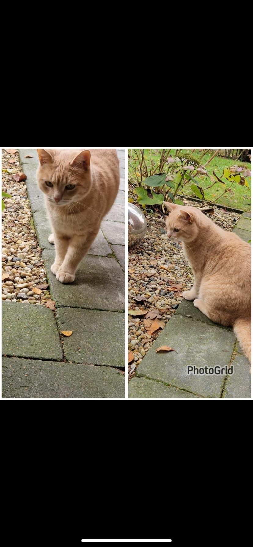 Flitzi - Epmannsteege, Neuenhaus