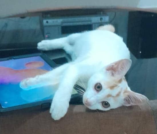 Small yoyi - 70100, Seremban