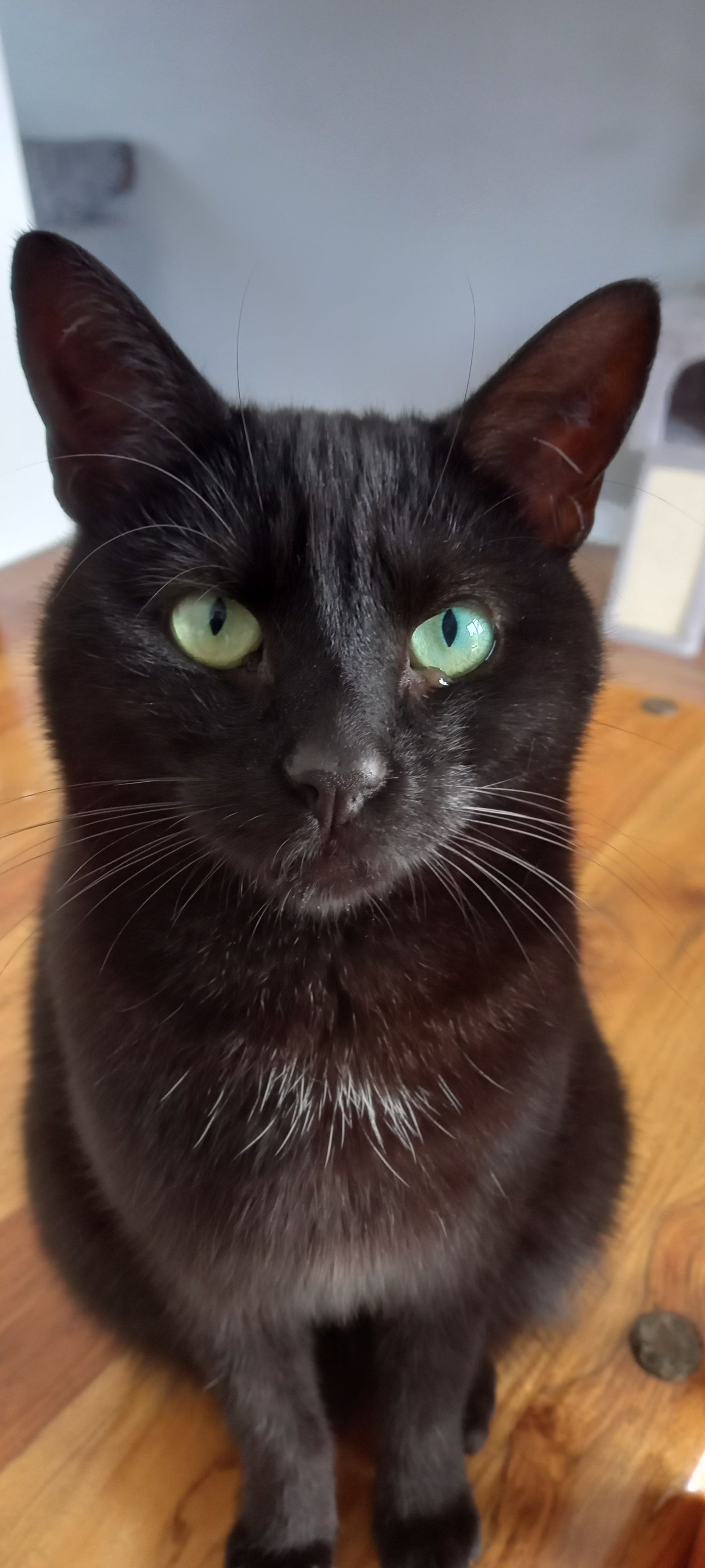 CoCo or Spicy - Fairview Parade, Newtownabbey