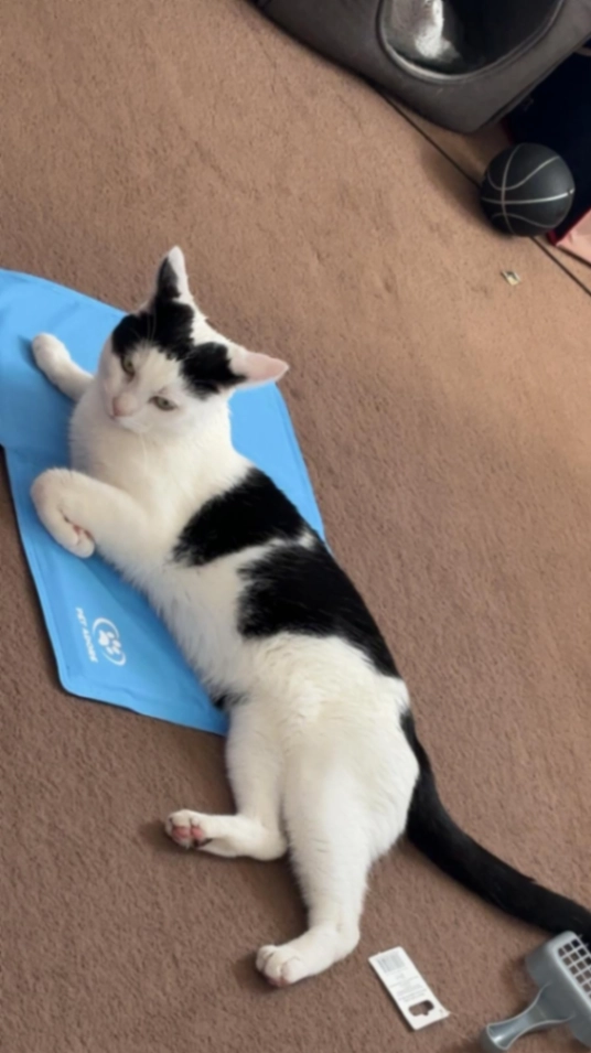 Roscoe - Coalport Close, Harlow