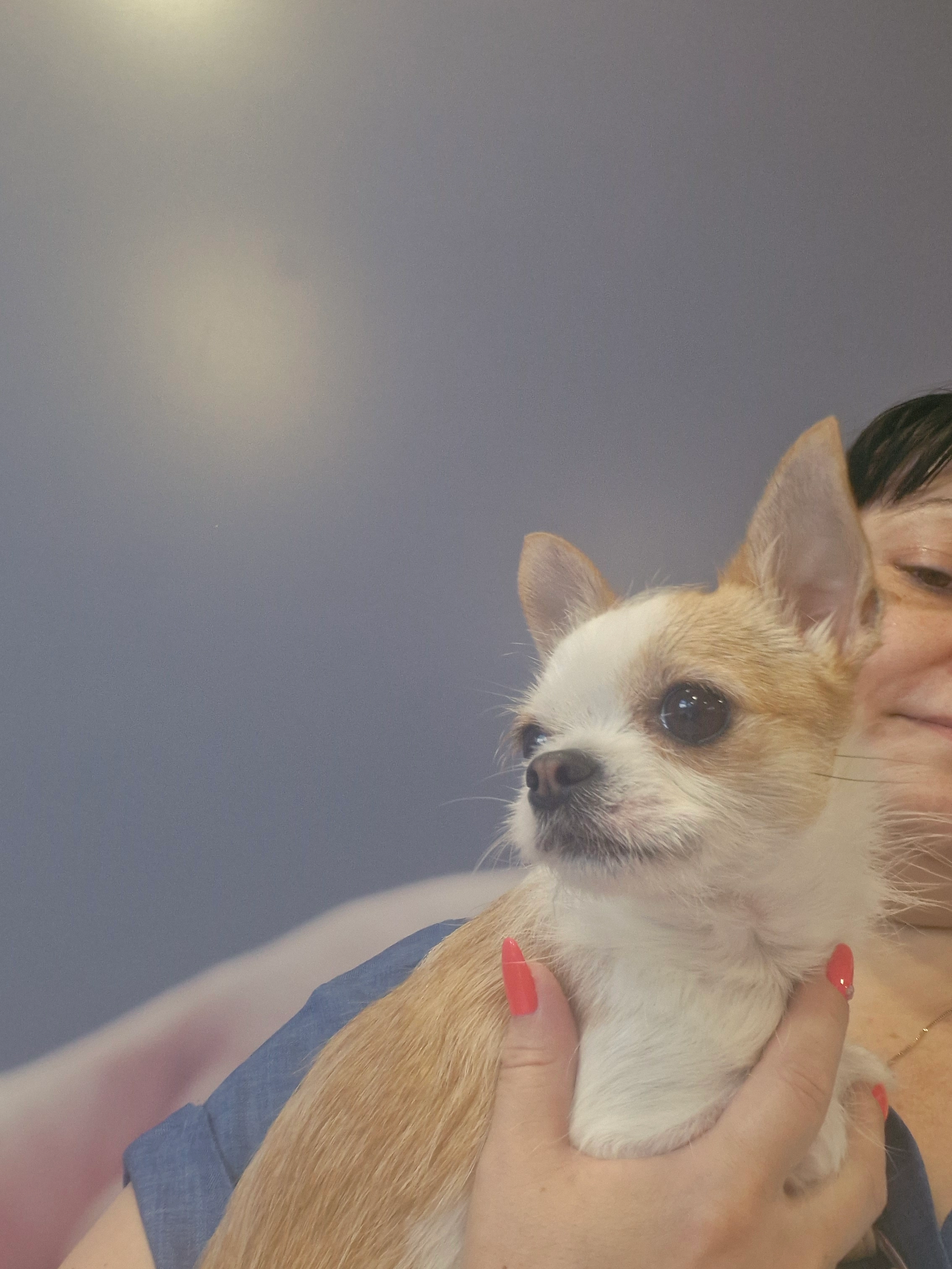 Iris  - Avenue Du Maréchal De Lattre De Tassigny, Massy