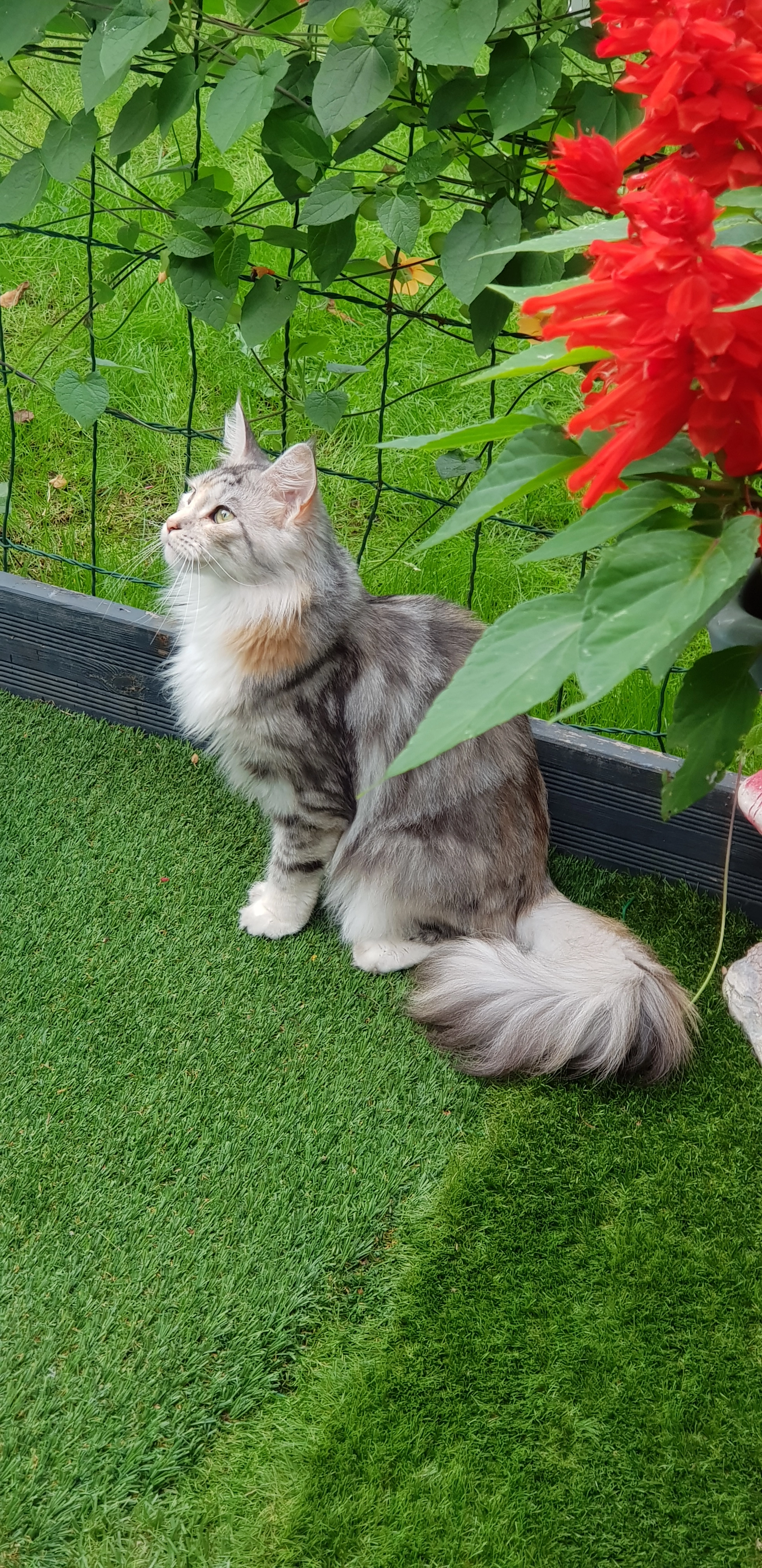 Tamy - Bosthorst, Neuenhaus