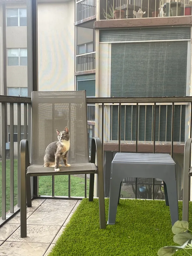 Missing Cat - Falls Circle Drive South, Lauderhill