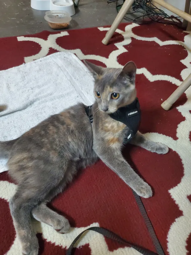 Kitty - 3421 SW 137th Loop, Ocala