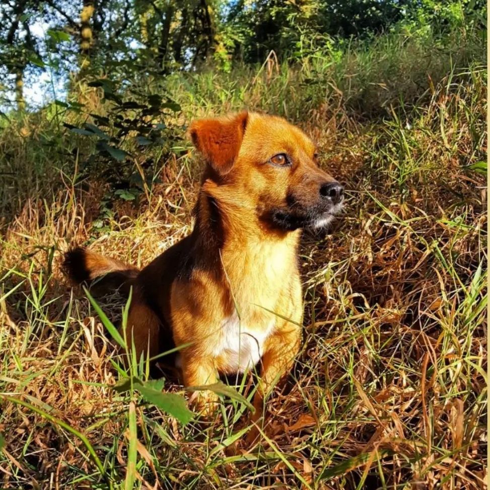 Rocky  - Lugar de Castriz, Santa Comba