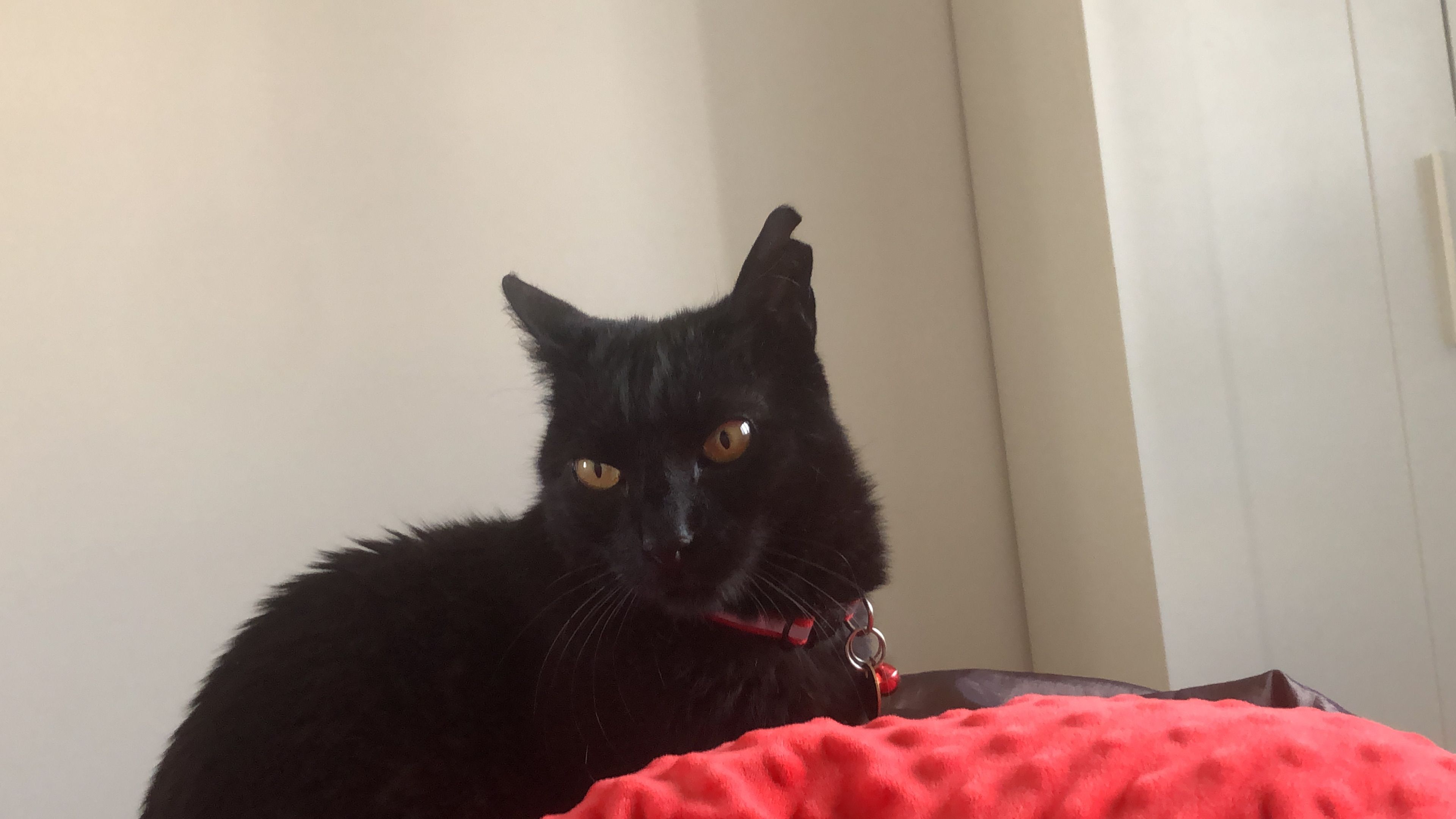 Cloe - Birch Avenue, Dartmouth