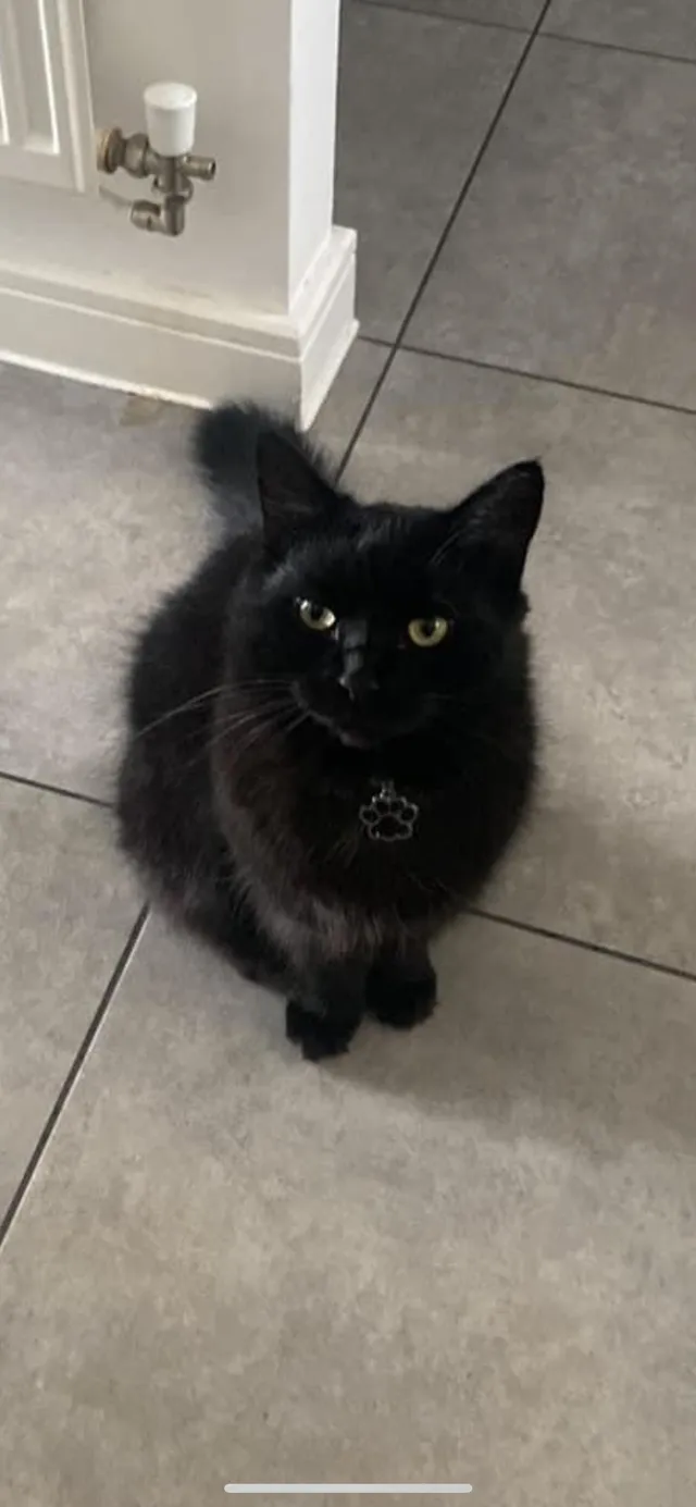 Munchkin - Cosford Drive, Bedford