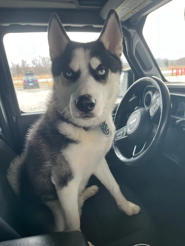 Max - Upland Drive, Kalamazoo