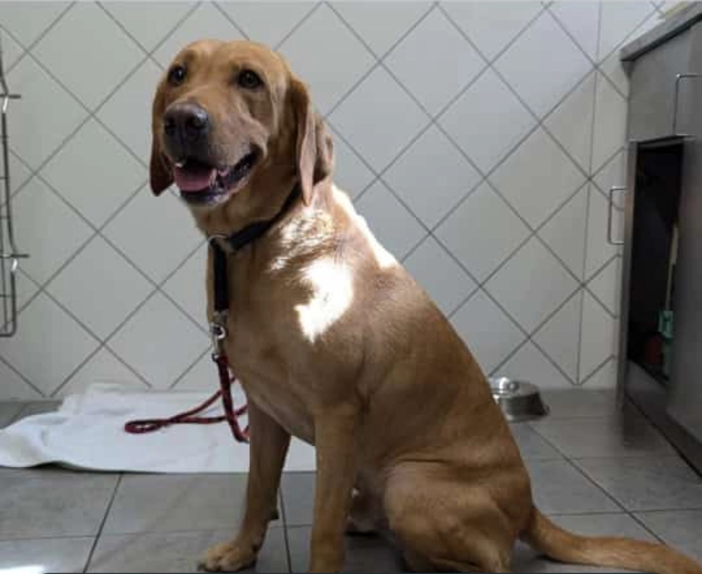 Pino - Hauptstraße, Mainhausen