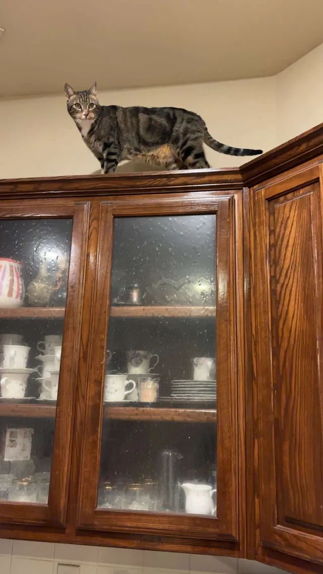 Simba - 5801 Wamego Ln, Plano