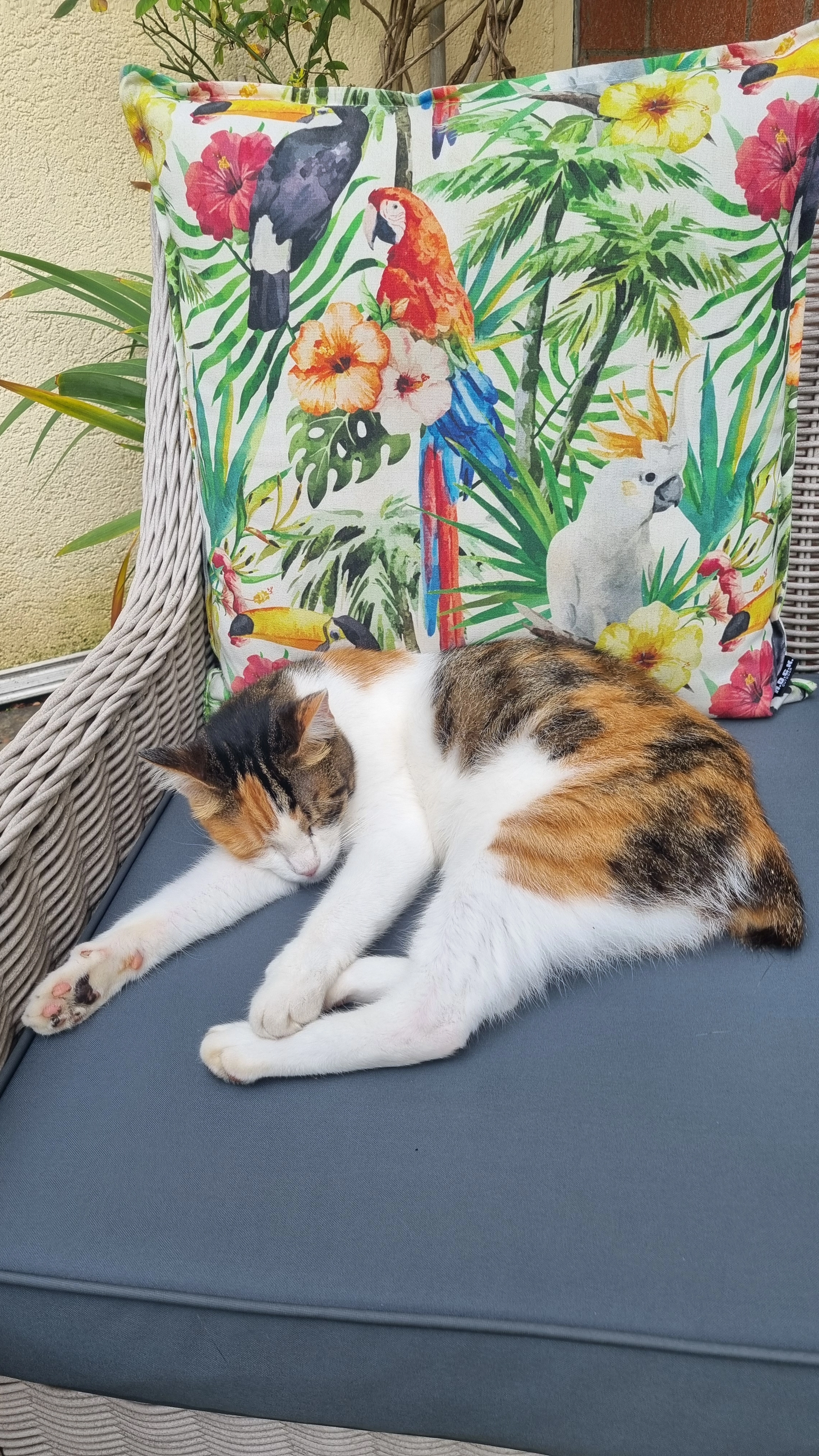 Pepa - Am Finkelbach, Elsdorf