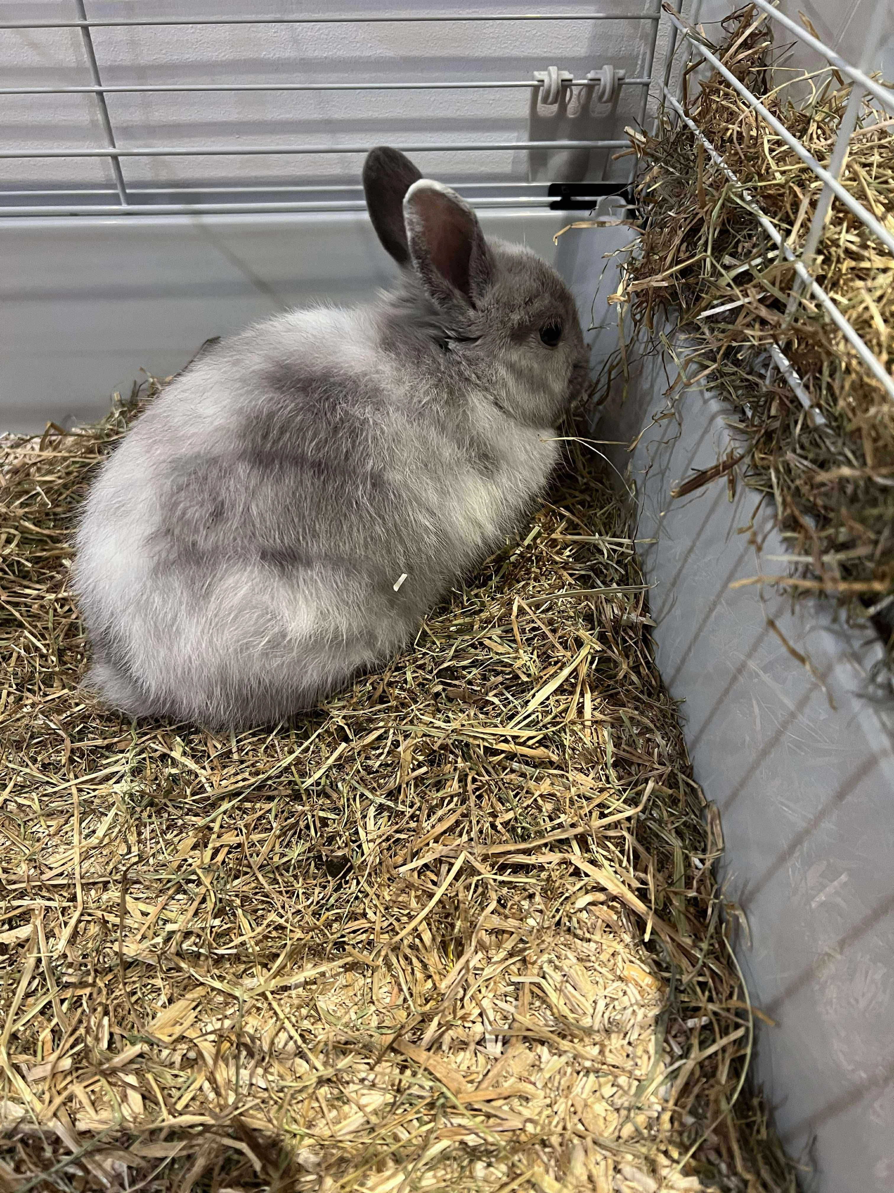 Loupie  - 98 Rue Ferdinand Béghin, Mons-en-Pévèle