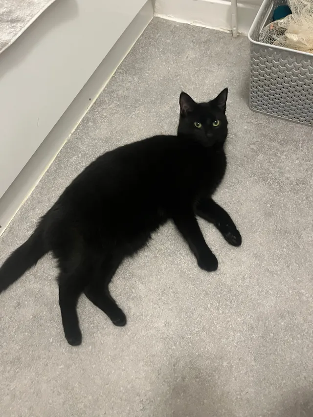 Nala - Halliday Close, Shenley