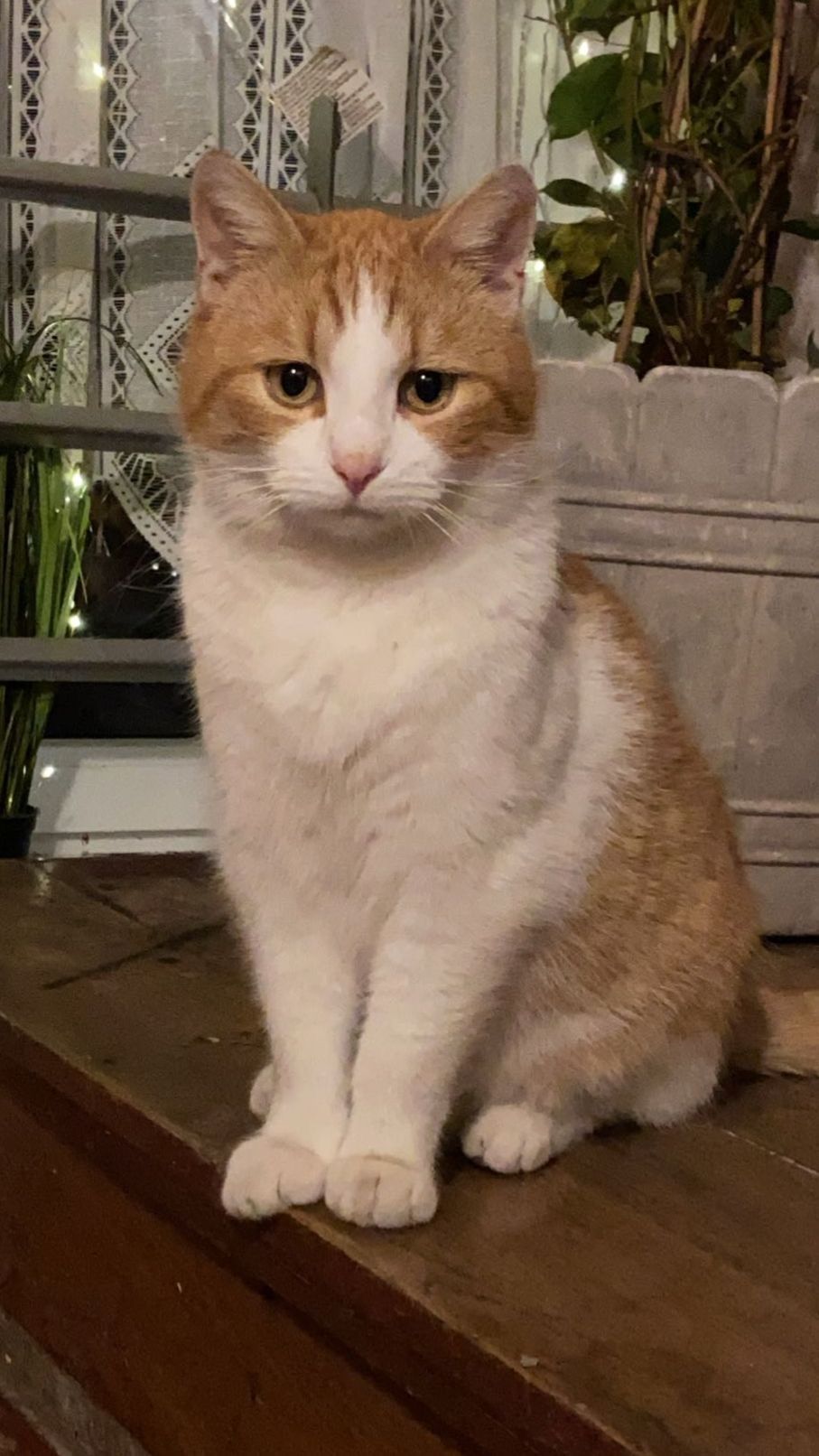 Leo - Schlachthofstraße, Torgau