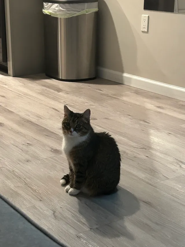 Loki - 10408 NW 58th Pl, Parkland