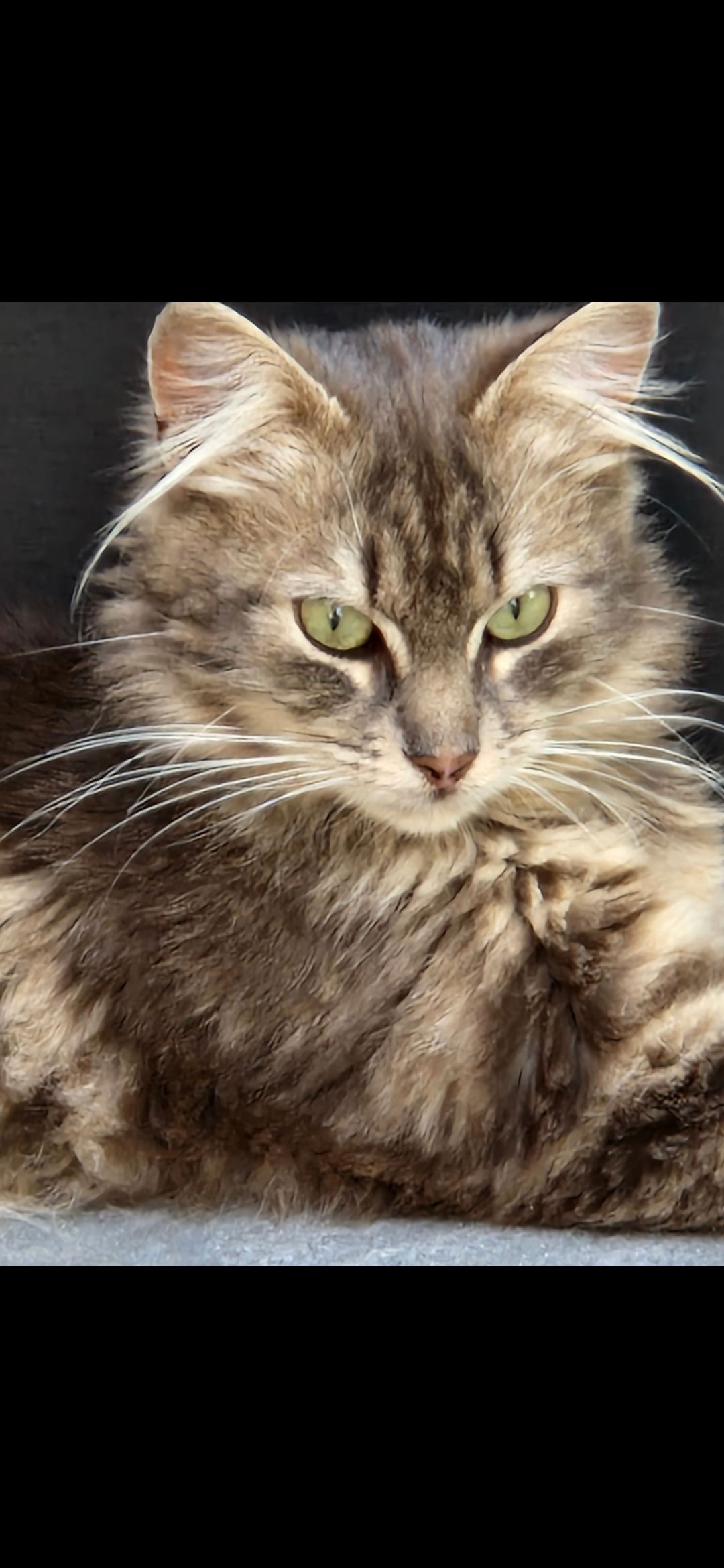 Saori - Rue de la Gare, Argences