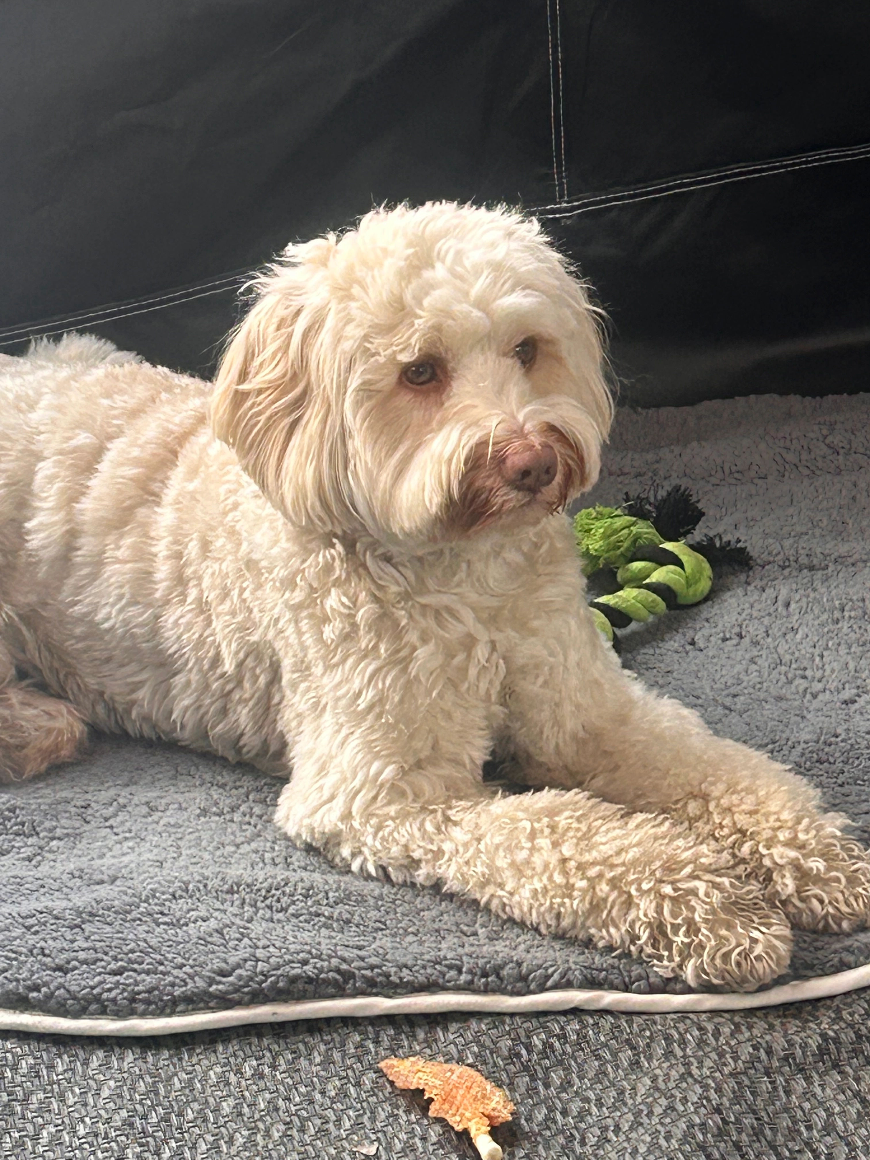 Tommy - A.M. de Jongstraat, Sommelsdijk