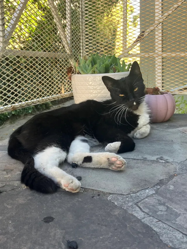 Charlie  - 1955 Palmerston Pl, Los Angeles
