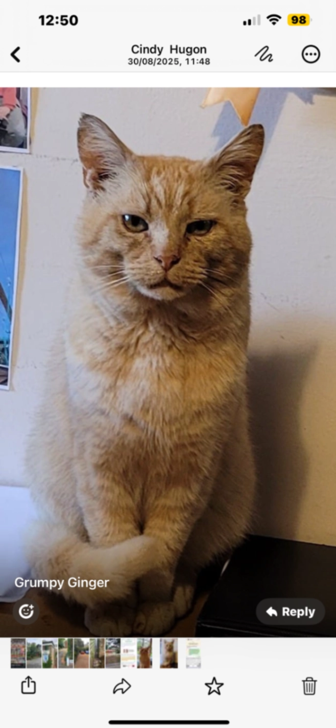 Ginger - Richmond Park Road, Bournemouth