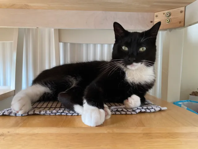 Simba - Fieldfare Close, Warrington