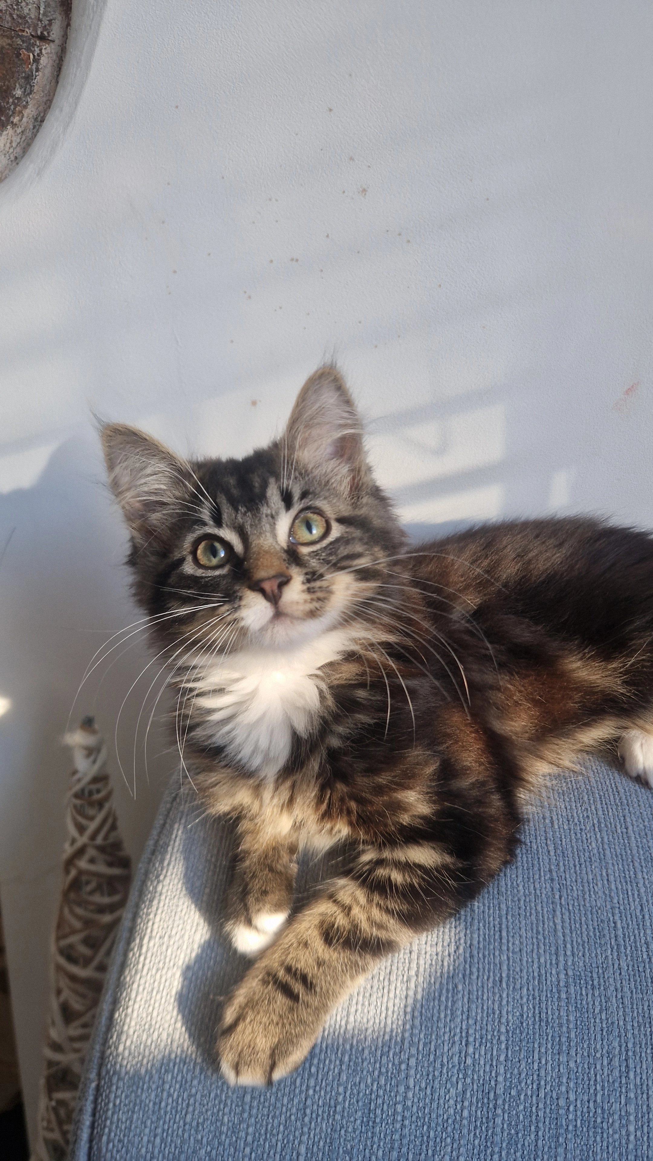 Cosmo - Hewell Street, Penarth