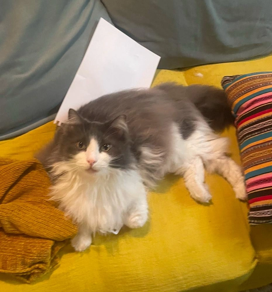 Leon - 61 Rue de la Roquette, Arles