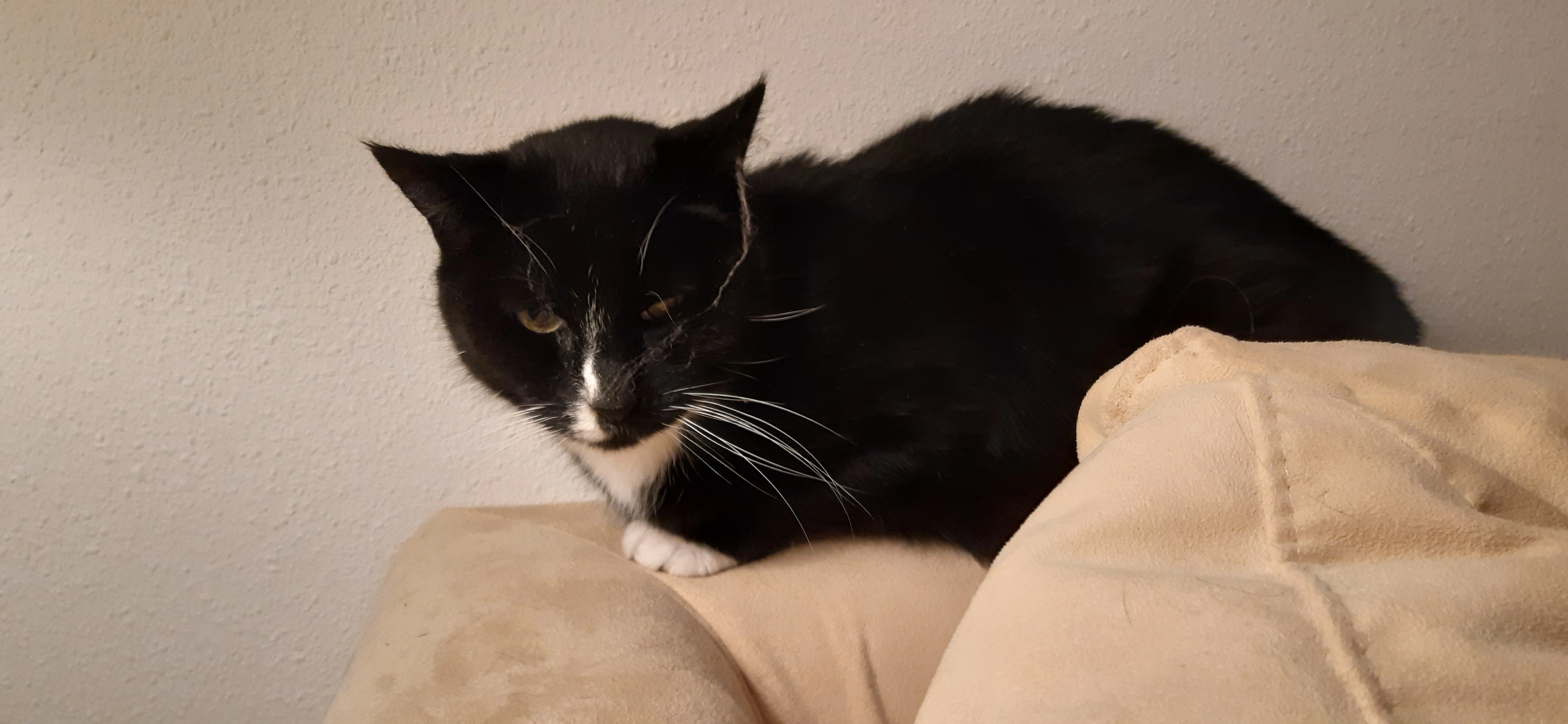 Pushi - Kapelleboom, Doorwerth